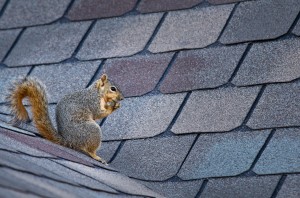 How Squirrels Can Damage Your Roof